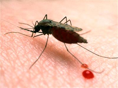 Rainfall: Kwara Govt to begin Seasonal Malaria Chemoprevention