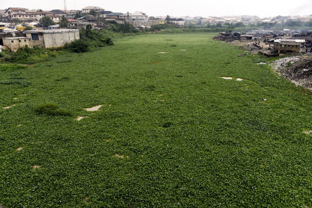 water hyacinths