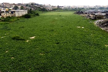 Water hyacinths plague Lagos’ waterways