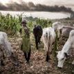 Tension builds as herdsmen occupy farms in Imo village