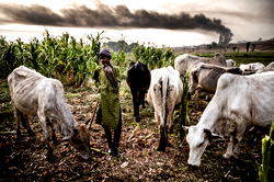 Civil defence arrests Fulani herdsman for allegedly destroying 5-acre farm in Oyo