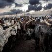 Herdsmen: OMPALAN inaugurates peace c’ttee
