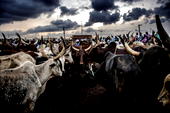Ruga : Cattle rearing is private business – Senator Bassey