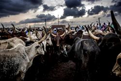 ‘Ruga Settlement’ to address farmers, herders conflicts – Presidency