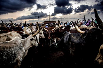 RUGA controversy in South-East