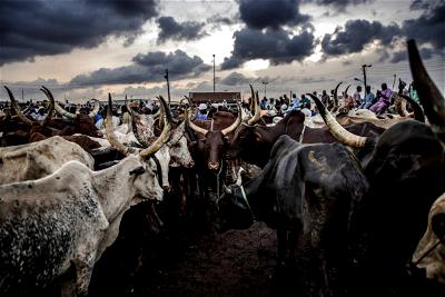 Abia Cattle Market