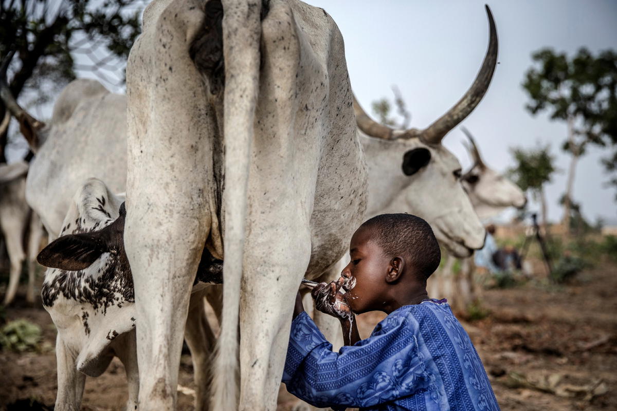 Dairy farmer urges young graduates to embrace cattle farming