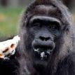 Case of Gorilla that ‘swallowed’ N6.8m: Ganduje orders probe