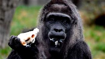 Shocking: Gorilla allegedly swallows N7m in Kano zoo