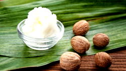 ‘Nigeria’s untapped shea butter can yield $2bn annually’