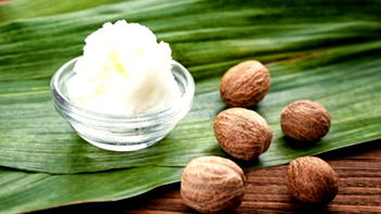 ‘Nigeria’s untapped shea butter can yield $2bn annually’