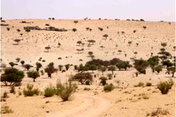 Desertification Impact: CFSF workshop urges media to interrogate Great Green Wall