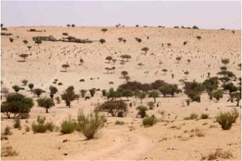 Desertification: NESREA urges Gombe communities to allocate land for tree planting