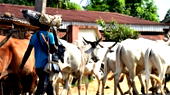 COVID-19: Herders in Plateau express mixed feelings about ranching