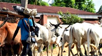Delta herdsmen killings: Tears as 10 victims get mass burial