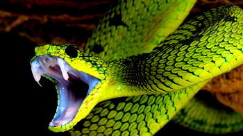 Snake bites man, man bites snake
