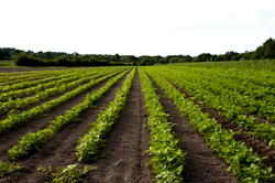 2020 Planting Season: PFI assures farmers of subsidised fertilizers