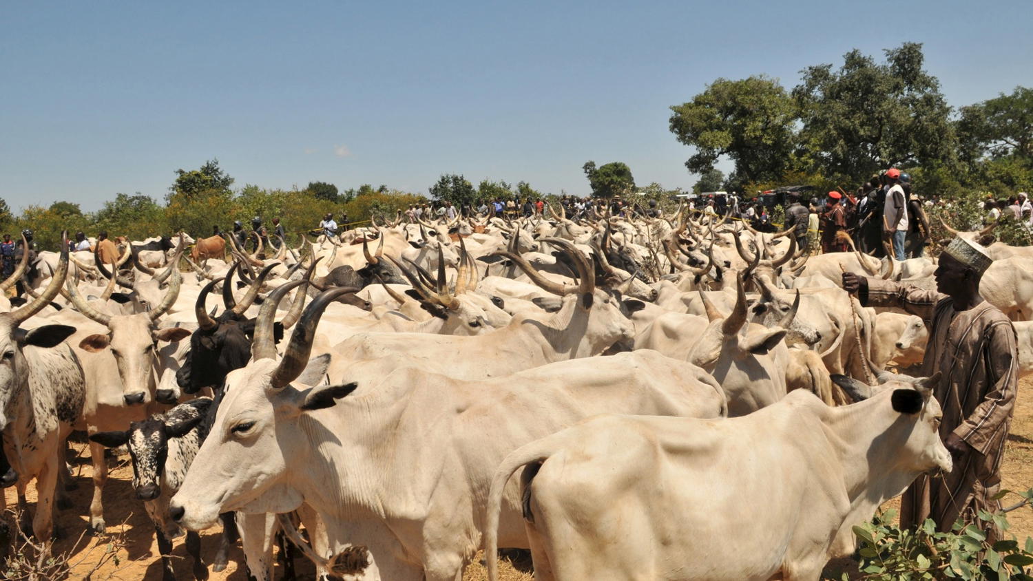 Herdsmen destroying our multi-million naira farm crops —Ekiti farmers cry  for help - Tribune Online