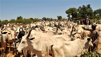 Buhari’s home state to reintroduce development levy, cattle tax — Official