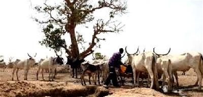 Ethnic, RUGA, Borno