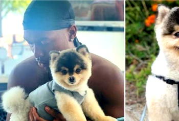 Daniel Sturridge offers £30,000 reward for his kidnapped dog worth £4,000