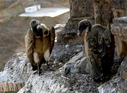 NCF embarks on public awareness to save vultures from extinction