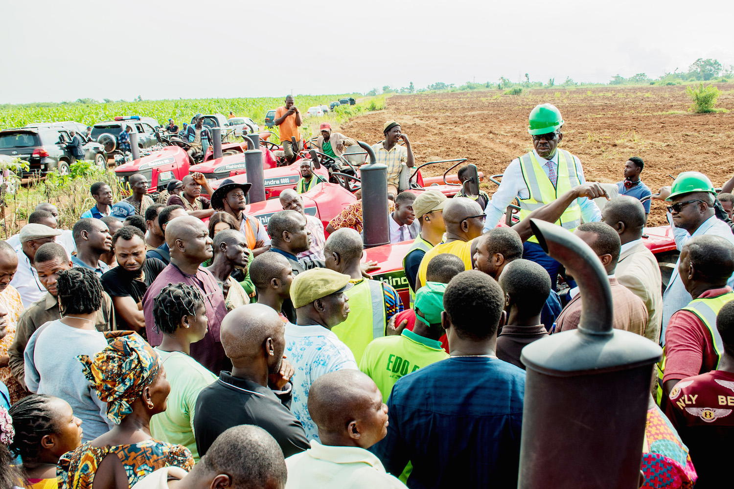 maize farm