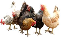 ‘Border closure opened vista of opportunities for poultry farmers’