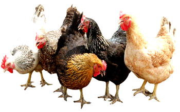 N10trn poultry industry: Five million may lose jobs