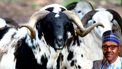 Eid-el-Kabir: Ram sellers lament over low patronage in Kaduna