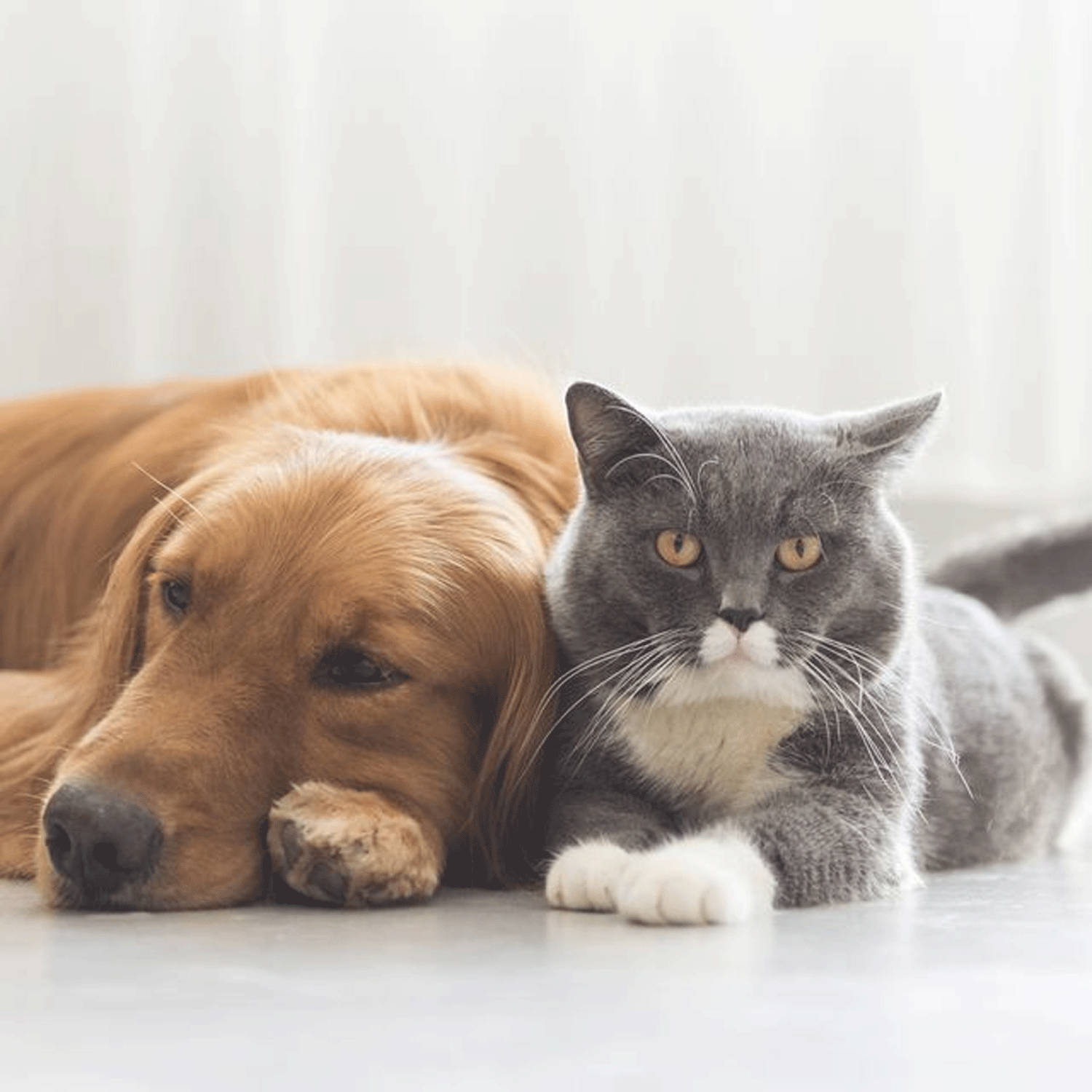 Vaccinate your dogs, cats now – Ebonyi Govt. warns residents