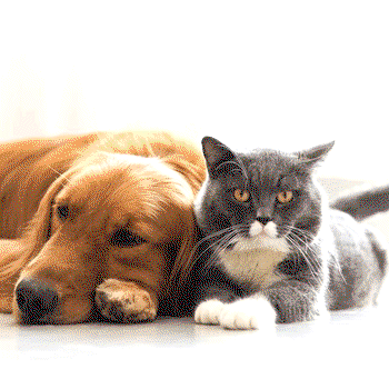 Vaccinate your dogs, cats now – Ebonyi Govt. warns residents