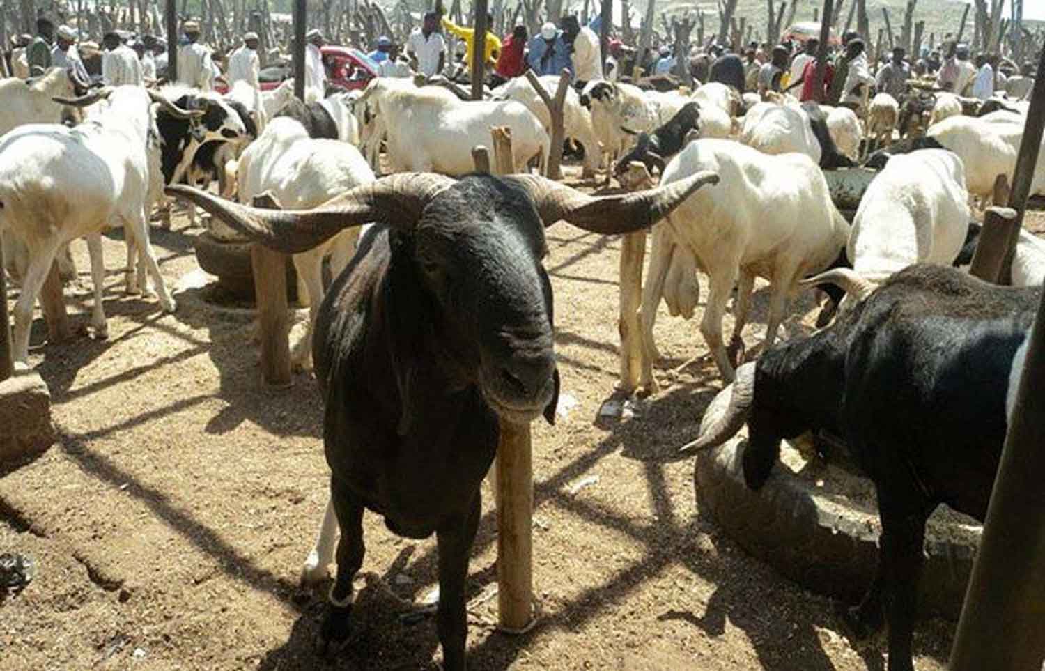 Eid-il-Adha: Allah needs not the blood - Vanguard News Eid-il-Adha: Allah needs not the blood - Vanguard News