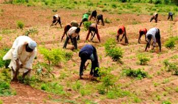 Farmers lament high cost of fertilizers limiting food production