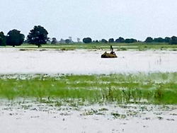 Flood destroys 12,000 hectares of farmlands in Jigawa
