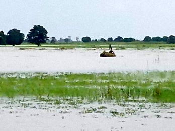 Flood destroys 12,000 hectares of farmlands in Jigawa