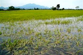 Flood: Register farms with insurance scheme to avoid total loss — Govt.