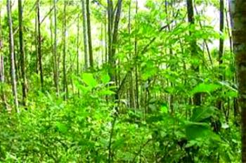Climate change: NCF vows to establish 25% forest cover in Nigeria