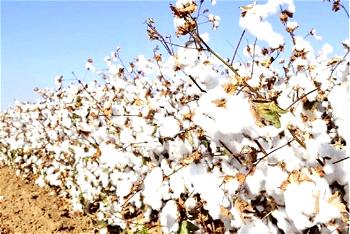 CTG: CBN to engage 300,000 farmers to produce 450,000 metric tons of cotton