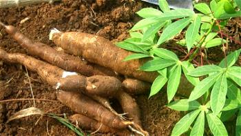 Cassava, not cause of diabetes, goitre — Researcher