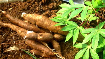 Nigeria ranks first in cassava production, yet imports – ICSAN