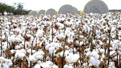CBN, state govt. pledge support for cotton farmers in Ekiti