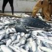 Nigeria needs no fish importation ― Fish farmers