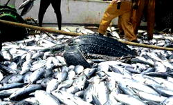 We can’t close 2.5mmt deficit with frozen fish importation –FG