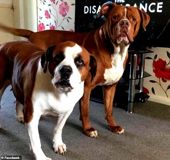 Scientists discover new type of coronavirus in dogs