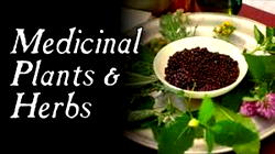 HEALTH 101: Plants, Ethnomedicine and Drug Discovery