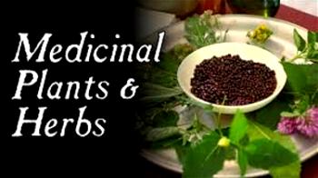 HEALTH 101: Plants, Ethnomedicine and Drug Discovery