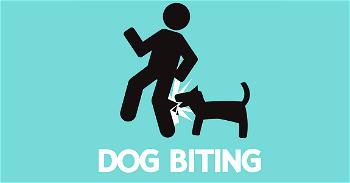 World Rabies Day: NGO advises on dog training