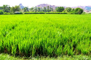 4 A’Ibom communities donate 40 hectares of land to NALDA for youth engagement in agribusiness