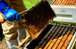Edo govt, Thrive Agric, MADE train 1000 bee farmers